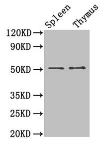 TUBB3 / Tubulin Beta 3 Antibody - Western Blot Positive WB detected in: Mouse spleen, Mouse thymus All lanes: TUBB4 antibody at 4µg/ml Secondary Goat polyclonal to rabbit IgG at 1/50000 dilution Predicted band size: 51, 43 kDa Observed band size: 51 kDa