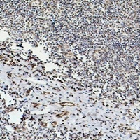 TUBB3 / Tubulin Beta 3 Antibody - Immunohistochemical analysis of Beta-tubulin staining in human tonsil formalin fixed paraffin embedded tissue section. The section was pre-treated using heat mediated antigen retrieval with sodium citrate buffer (pH 6.0). The section was then incubated with the antibody at room temperature and detected using an HRP conjugated compact polymer system. DAB was used as the chromogen. The section was then counterstained with hematoxylin and mounted with DPX.