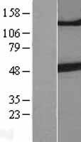 TUBB3 / Tubulin Beta 3 Protein - Western validation with an anti-DDK antibody * L: Control HEK293 lysate R: Over-expression lysate