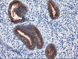 TUBB4 / Tubulin Beta 4 Antibody - IHC of paraffin-embedded Human endometrium tissue using anti-TUBB4 mouse monoclonal antibody.