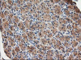 TUBB4 / Tubulin Beta 4 Antibody - IHC of paraffin-embedded Human pancreas tissue using anti-TUBB4 mouse monoclonal antibody.