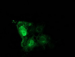 TUBB4 / Tubulin Beta 4 Antibody - Anti-TUBB4 mouse monoclonal antibody immunofluorescent staining of COS7 cells transiently transfected by pCMV6-ENTRY TUBB4.