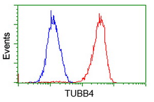 TUBB4 / Tubulin Beta 4 Antibody - Flow cytometry of HeLa cells, using anti-TUBB4 antibody (Red), compared to a nonspecific negative control antibody (Blue).