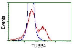 TUBB4 / Tubulin Beta 4 Antibody - HEK293T cells transfected with either overexpress plasmid (Red) or empty vector control plasmid (Blue) were immunostained by anti-TUBB4 antibody, and then analyzed by flow cytometry.