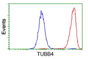 TUBB4 / Tubulin Beta 4 Antibody - Flow cytometry of HeLa cells, using anti-TUBB4 antibody (Red), compared to a nonspecific negative control antibody (Blue).