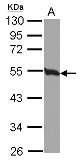 TUBB4B / Tubulin Beta 4B Antibody - Sample (30 ug of whole cell lysate) A: 293T 10% SDS PAGE TUBB2C antibody diluted at 1:500
