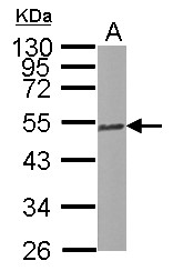 TUBB4B / Tubulin Beta 4B Antibody - Sample (30 ug of whole cell lysate) A: NIH-3T3 10% SDS PAGE TUBB2C antibody diluted at 1:5000