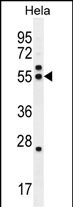 TUBB8P12 / Tubulin beta-8 Antibody - TBB8B Antibody (C-term) western blot analysis in Hela cell line lysates (35ug/lane).This demonstrates the TBB8B antibody detected the TBB8B protein (arrow).