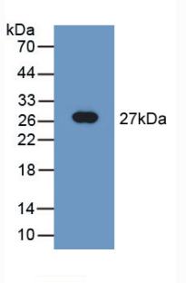 TUBD1 / Tubulin Delta Antibody - Western Blot; Sample: Recombinant TUBd, Rat.
