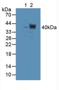 TUBD1 / Tubulin Delta Antibody - Western Blot; Sample: Lane1: Rat Kidney Tissue; Lane2: Mouse Testis Tissue.