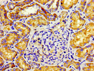 TUBD1 / Tubulin Delta Antibody - Immunohistochemistry image of paraffin-embedded human kidney tissue at a dilution of 1:100