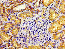 TUBD1 / Tubulin Delta Antibody - Immunohistochemistry image of paraffin-embedded human kidney tissue at a dilution of 1:100