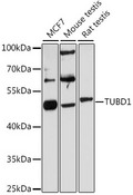 TUBD1 / Tubulin Delta Antibody - Western blot analysis of extracts of various cell lines, using TUBD1 antibody at 1:3000 dilution. The secondary antibody used was an HRP Goat Anti-Rabbit IgG (H+L) at 1:10000 dilution. Lysates were loaded 25ug per lane and 3% nonfat dry milk in TBST was used for blocking. An ECL Kit was used for detection and the exposure time was 90s.