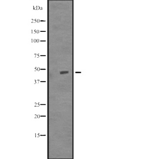 TUBD1 / Tubulin Delta Antibody - Western blot analysis of TUBD1 expression in Delta 1 Tubulin transfected 293T cells lysate. The lane on the left is treated with the antigen-specific peptide.