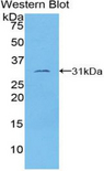 TUBE1 / Tubulin Epsilon Antibody - Western blot of recombinant TUBE1.  This image was taken for the unconjugated form of this product. Other forms have not been tested.