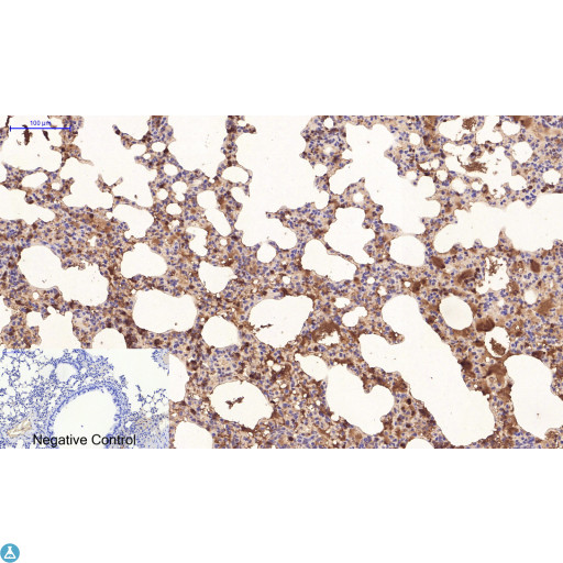 TUBE1 / Tubulin Epsilon Antibody - Immunohistochemical analysis of mouse lung tissue. Anti-Epsilon Tubulin at 1:200 (4°C, overnight). Antigen retrieval - Sodium Citrate pH6 (>98°C, 20min). Secondary - 1:200 (room temp, 30min). Negative control - Secondary only