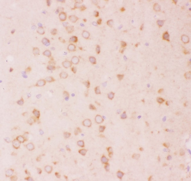 Tuberin / TSC2 Antibody - Tuberin antibody IHC-paraffin: Rat Brain Tissue.