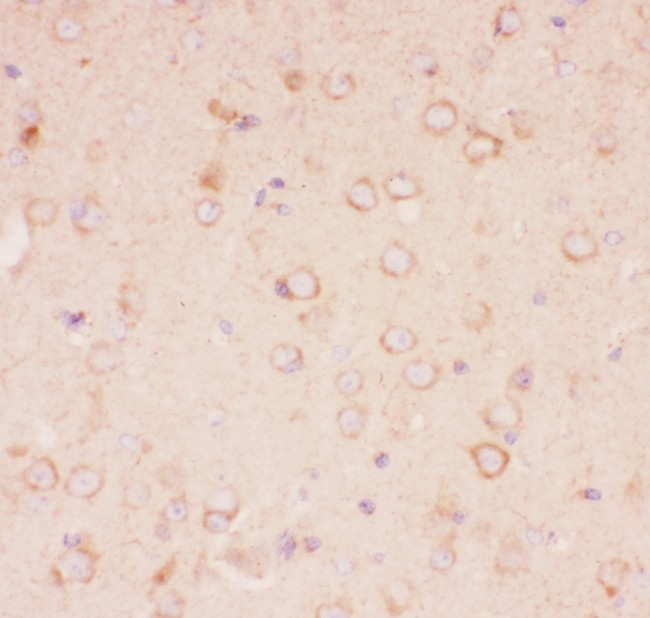 Tuberin / TSC2 Antibody - Tuberin antibody IHC-paraffin: Mouse Brain Tissue.