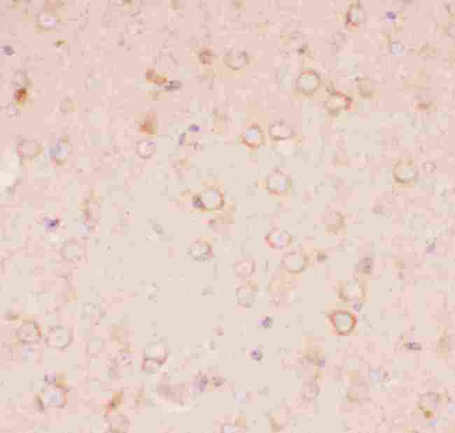 Tuberin / TSC2 Antibody - Anti-Tuberin Picoband antibody, IHC(P): Mouse Brain Tissue