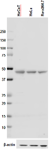 TUBG1 / Tubulin Gamma 1 Antibody - Total lysates (15 µg protein) from HaCaT, HeLa (Human) and Raw264.7 (Mouse) cells were resolved by electrophoresis (4-20% Tris-glycine gel), transferred to nitrocellulose, and probed with 1:1000 (0.5 µg/ml) purified anti-Tubulin-gamma antibody, clone 14C11. Proteins were visualized using chemiluminescence detection by incubation with HRP Goat anti-Mouse secondary antibody (1:3000 dilution). Direct-Blot™ HRP anti-ß-actin antibody was used as a loading control (1:8000 dilution).