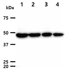 TUBG1 / Tubulin Gamma 1 Antibody - The cell lysates (40ug) were resolved by SDS-PAGE, transferred to PVDF membrane and probed with anti-human TUBG1 antibody (1:1000). Proteins were visualized using a goat anti-mouse secondary antibody conjugated to HRP and an ECL detection system. Lane 1.: HeLa cell lysate Lane 2.: Jurkat cell lysate Lane 3.: A549 cell lysate Lane 4.: K562 cell lysate