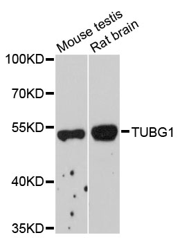 TUBG1 / Tubulin Gamma 1 Antibody - Western blot analysis of extracts of various cell lines.