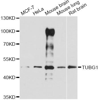 TUBG1 / Tubulin Gamma 1 Antibody - Western blot analysis of extracts of various cell lines, using TUBG1 antibody at 1:3000 dilution. The secondary antibody used was an HRP Goat Anti-Rabbit IgG (H+L) at 1:10000 dilution. Lysates were loaded 25ug per lane and 3% nonfat dry milk in TBST was used for blocking. An ECL Kit was used for detection and the exposure time was 90s.