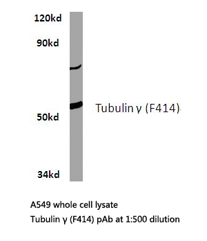 TUBG1 / Tubulin Gamma 1 Antibody - Western blot of Tubulin (F414) pAb in extracts from A549 cells.