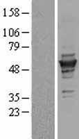 TUBG1 / Tubulin Gamma 1 Protein - Western validation with an anti-DDK antibody * L: Control HEK293 lysate R: Over-expression lysate