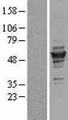 TUBG1 / Tubulin Gamma 1 Protein - Western validation with an anti-DDK antibody * L: Control HEK293 lysate R: Over-expression lysate