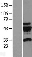 TUBG2 / Tubulin Gamma 2 Protein - Western validation with an anti-DDK antibody * L: Control HEK293 lysate R: Over-expression lysate