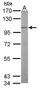 TUBGCP2 / GCP2 Antibody - Sample (30 ug of whole cell lysate). A: NIH-3T3. 7.5% SDS PAGE. TUBGCP2 / GCP2 antibody diluted at 1:2000.
