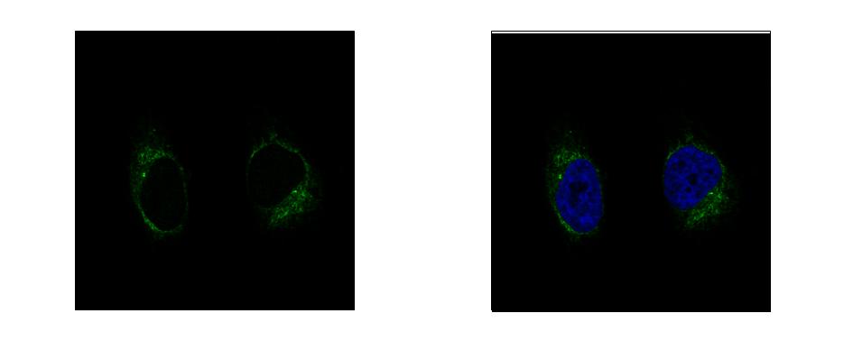 TUBGCP2 / GCP2 Antibody - GCP2 antibody [N1N2], N-term detects TUBGCP2 protein at centrosome by confocal immunofluorescent analysis. HeLa cells were fixed in 4% paraformaldehyde at RT for 15 min. TUBGCP2 protein stained by GCP2 antibody [N1N2], N-term diluted at 1:500. 