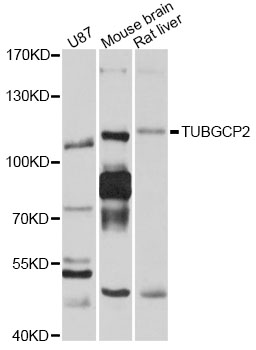 TUBGCP2 / GCP2 Antibody - Western blot analysis of extracts of various cell lines, using TUBGCP2 antibody at 1:1000 dilution. The secondary antibody used was an HRP Goat Anti-Rabbit IgG (H+L) at 1:10000 dilution. Lysates were loaded 25ug per lane and 3% nonfat dry milk in TBST was used for blocking. An ECL Kit was used for detection and the exposure time was 5s.