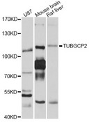 TUBGCP2 / GCP2 Antibody - Western blot analysis of extracts of various cell lines, using TUBGCP2 antibody at 1:1000 dilution. The secondary antibody used was an HRP Goat Anti-Rabbit IgG (H+L) at 1:10000 dilution. Lysates were loaded 25ug per lane and 3% nonfat dry milk in TBST was used for blocking. An ECL Kit was used for detection and the exposure time was 5s.
