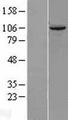 TUBGCP2 / GCP2 Protein - Western validation with an anti-DDK antibody * L: Control HEK293 lysate R: Over-expression lysate