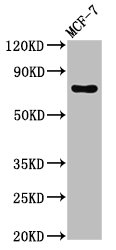 TUBGCP4 Antibody - Positive Western Blot detected in MCF-7 whole cell lysate. All lanes: TUBGCP4 antibody at 3 µg/ml Secondary Goat polyclonal to rabbit IgG at 1/50000 dilution. Predicted band size: 77 KDa. Observed band size: 77 KDa