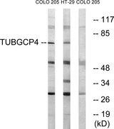 TUBGCP4 Antibody - Western blot analysis of extracts from COLO cells and HT-29 cells, using TUBGCP4 antibody.