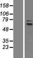 TUBGCP4 Protein - Western validation with an anti-DDK antibody * L: Control HEK293 lysate R: Over-expression lysate