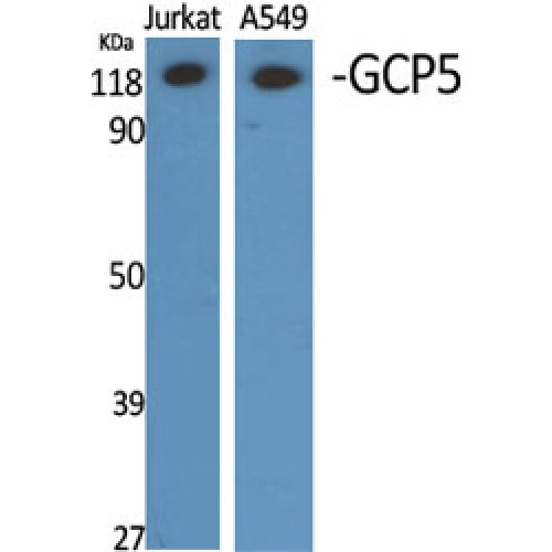 TUBGCP5 / GPC5 Antibody - Western blot of GCP5 antibody