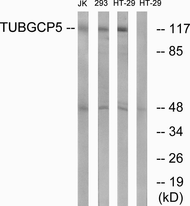 TUBGCP5 / GPC5 Antibody - Western blot analysis of lysates from HT-29, Jurkat, and 293 cells, using TUBGCP5 Antibody. The lane on the right is blocked with the synthesized peptide.