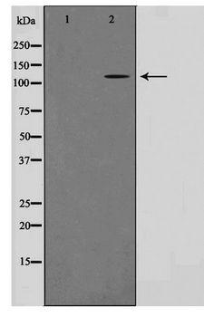 TUBGCP5 / GPC5 Antibody - Western blot of HT29 cell lysate using TUBGCP5 Antibody