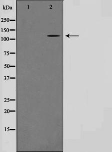 TUBGCP5 / GPC5 Antibody - Western blot analysis on HT29 cell lysates using TUBGCP5 antibody. The lane on the left is treated with the antigen-specific peptide.