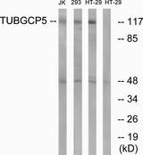 TUBGCP5 / GPC5 Antibody - Western blot analysis of extracts from Jurkat cells, 293 cells and HT-29 cells, using TUBGCP5 antibody.