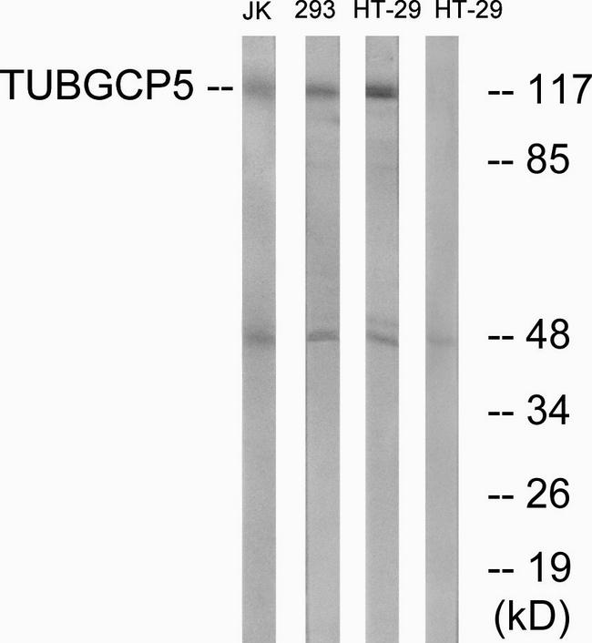 TUBGCP5 / GPC5 Antibody - Western blot analysis of extracts from Jurkat cells, 293 cells and HT-29 cells, using TUBGCP5 antibody.