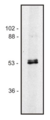 Tubulin Alpha/Beta Antibody - Western blot of human Jurkat T cell line lysate (1% laurylmaltoside); non-reduced sample, immunostained by mAb TU-10 and goat anti-mouse IgG (H+L)-HRP.