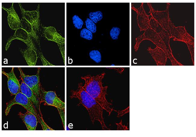 Tubulin Alpha/Beta Antibody - alpha/beta Tubulin Antibody in Immunofluorescence (IF)