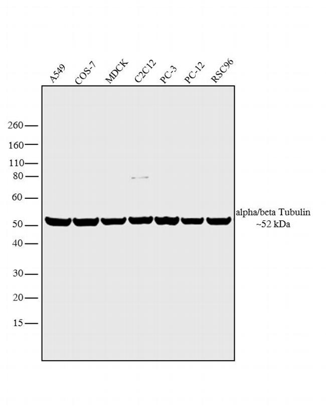 Tubulin Alpha/Beta Antibody - alpha/beta Tubulin Antibody in Western Blot (WB)