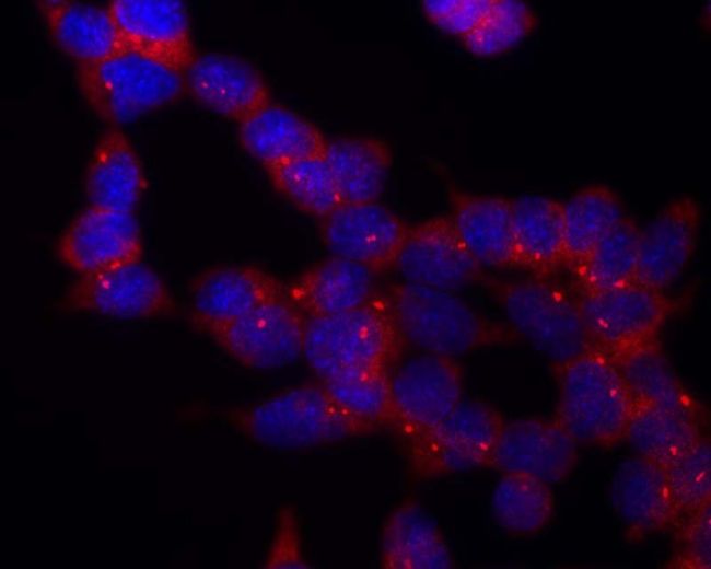 Tubulin Gamma Antibody - gamma Tubulin Antibody in Immunofluorescence (IF)