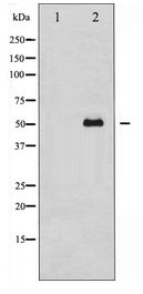 Tubulin Gamma Antibody - Western blot of Tubulin gamma expression in Mouse brain tissue lysates,The lane on the left is treated with the antigen-specific peptide.
